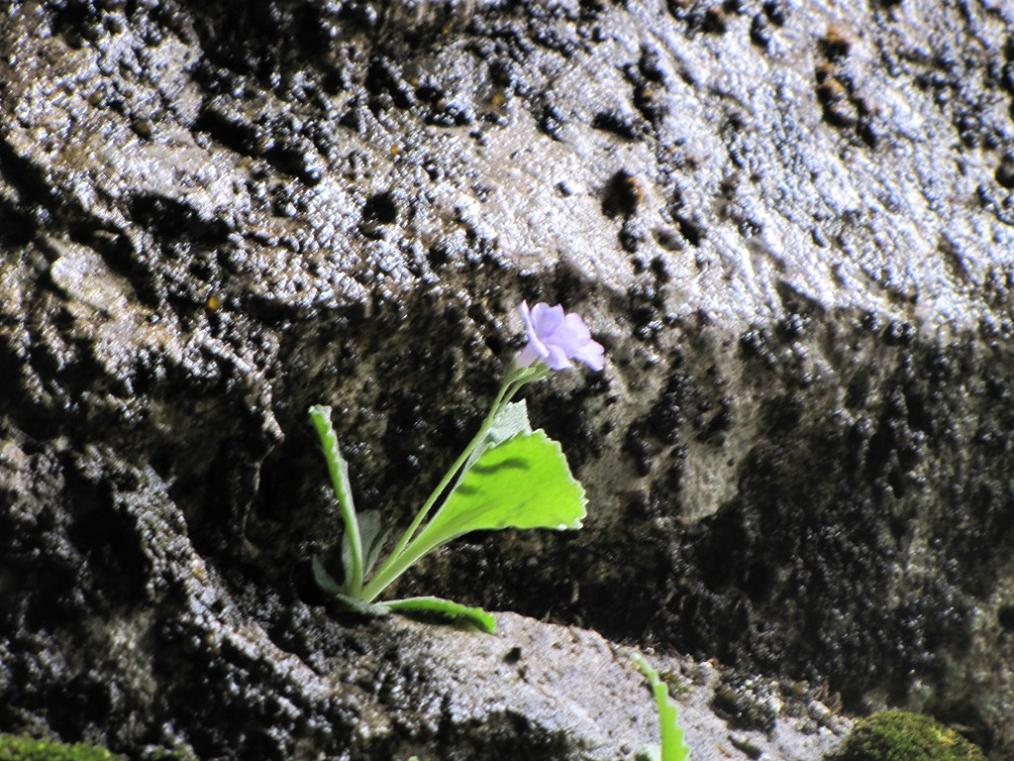 Primula albenensis / Primula del M. Alben